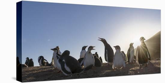 Gentoo Penguin Falkland Islands. Colony.-Martin Zwick-Stretched Canvas