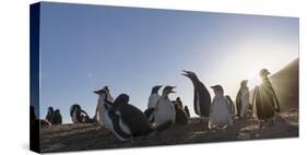 Gentoo Penguin Falkland Islands. Colony.-Martin Zwick-Stretched Canvas