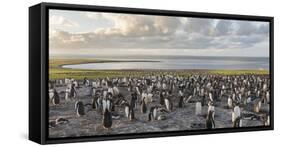 Gentoo Penguin Falkland Islands. Colony.-Martin Zwick-Framed Stretched Canvas