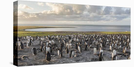 Gentoo Penguin Falkland Islands. Colony.-Martin Zwick-Stretched Canvas