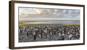 Gentoo Penguin Falkland Islands. Colony.-Martin Zwick-Framed Photographic Print