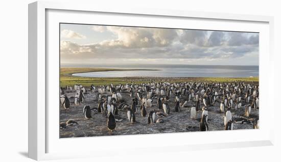 Gentoo Penguin Falkland Islands. Colony.-Martin Zwick-Framed Photographic Print