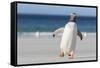 Gentoo Penguin Falkland Islands. Marching at evening to the colony.-Martin Zwick-Framed Stretched Canvas