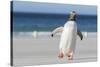 Gentoo Penguin Falkland Islands. Marching at evening to the colony.-Martin Zwick-Stretched Canvas