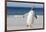 Gentoo Penguin Falkland Islands. Marching at evening to the colony.-Martin Zwick-Framed Photographic Print