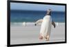 Gentoo Penguin Falkland Islands. Marching at evening to the colony.-Martin Zwick-Framed Photographic Print