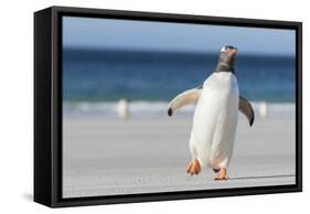 Gentoo Penguin Falkland Islands. Marching at evening to the colony.-Martin Zwick-Framed Stretched Canvas