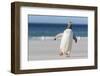 Gentoo Penguin Falkland Islands. Marching at evening to the colony.-Martin Zwick-Framed Photographic Print