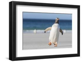 Gentoo Penguin Falkland Islands. Marching at evening to the colony.-Martin Zwick-Framed Photographic Print