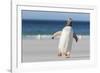 Gentoo Penguin Falkland Islands. Marching at evening to the colony.-Martin Zwick-Framed Photographic Print