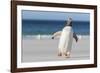 Gentoo Penguin Falkland Islands. Marching at evening to the colony.-Martin Zwick-Framed Photographic Print