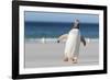 Gentoo Penguin Falkland Islands. Marching at evening to the colony.-Martin Zwick-Framed Photographic Print