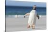 Gentoo Penguin Falkland Islands. Marching at evening to the colony.-Martin Zwick-Stretched Canvas