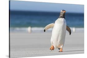 Gentoo Penguin Falkland Islands. Marching at evening to the colony.-Martin Zwick-Stretched Canvas