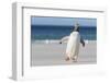 Gentoo Penguin Falkland Islands. Marching at evening to the colony.-Martin Zwick-Framed Premium Photographic Print