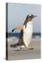 Gentoo Penguin Falkland Islands. Marching at evening to the colony.-Martin Zwick-Stretched Canvas