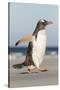 Gentoo Penguin Falkland Islands. Marching at evening to the colony.-Martin Zwick-Stretched Canvas