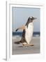 Gentoo Penguin Falkland Islands. Marching at evening to the colony.-Martin Zwick-Framed Photographic Print