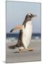 Gentoo Penguin Falkland Islands. Marching at evening to the colony.-Martin Zwick-Mounted Photographic Print