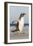 Gentoo Penguin Falkland Islands. Marching at evening to the colony.-Martin Zwick-Framed Photographic Print