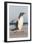 Gentoo Penguin Falkland Islands. Marching at evening to the colony.-Martin Zwick-Framed Photographic Print