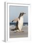 Gentoo Penguin Falkland Islands. Marching at evening to the colony.-Martin Zwick-Framed Photographic Print