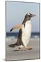 Gentoo Penguin Falkland Islands. Marching at evening to the colony.-Martin Zwick-Mounted Photographic Print