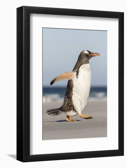 Gentoo Penguin Falkland Islands. Marching at evening to the colony.-Martin Zwick-Framed Photographic Print