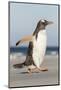 Gentoo Penguin Falkland Islands. Marching at evening to the colony.-Martin Zwick-Mounted Photographic Print