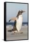 Gentoo Penguin Falkland Islands. Marching at evening to the colony.-Martin Zwick-Framed Stretched Canvas