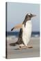 Gentoo Penguin Falkland Islands. Marching at evening to the colony.-Martin Zwick-Stretched Canvas