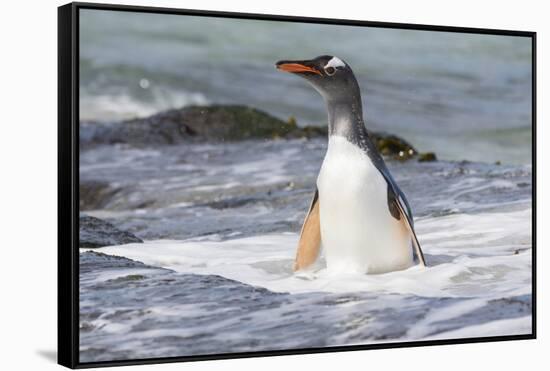 Gentoo Penguin Falkland Islands.-Martin Zwick-Framed Stretched Canvas