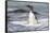 Gentoo Penguin Falkland Islands.-Martin Zwick-Framed Stretched Canvas