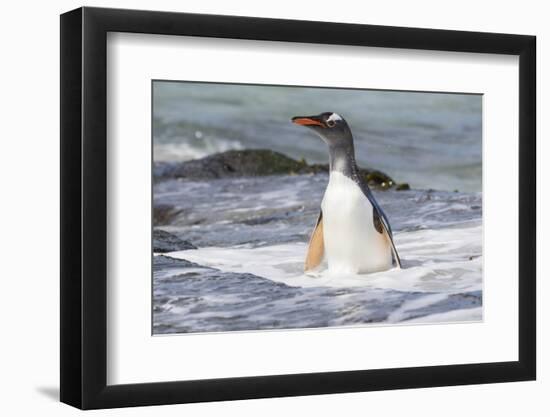 Gentoo Penguin Falkland Islands.-Martin Zwick-Framed Photographic Print