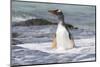 Gentoo Penguin Falkland Islands.-Martin Zwick-Mounted Photographic Print