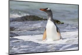 Gentoo Penguin Falkland Islands.-Martin Zwick-Mounted Photographic Print