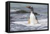 Gentoo Penguin Falkland Islands.-Martin Zwick-Framed Stretched Canvas