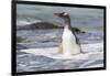 Gentoo Penguin Falkland Islands.-Martin Zwick-Framed Photographic Print