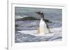 Gentoo Penguin Falkland Islands.-Martin Zwick-Framed Photographic Print