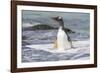 Gentoo Penguin Falkland Islands.-Martin Zwick-Framed Photographic Print