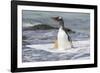 Gentoo Penguin Falkland Islands.-Martin Zwick-Framed Photographic Print