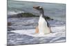 Gentoo Penguin Falkland Islands.-Martin Zwick-Mounted Photographic Print