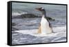 Gentoo Penguin Falkland Islands.-Martin Zwick-Framed Stretched Canvas