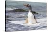 Gentoo Penguin Falkland Islands.-Martin Zwick-Stretched Canvas