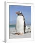 Gentoo Penguin Falkland Islands.-Martin Zwick-Framed Photographic Print