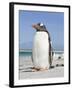 Gentoo Penguin Falkland Islands.-Martin Zwick-Framed Photographic Print