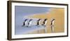 Gentoo Penguin Falkland Islands.-Martin Zwick-Framed Photographic Print