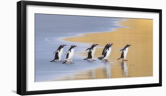 Gentoo Penguin Falkland Islands.-Martin Zwick-Framed Photographic Print