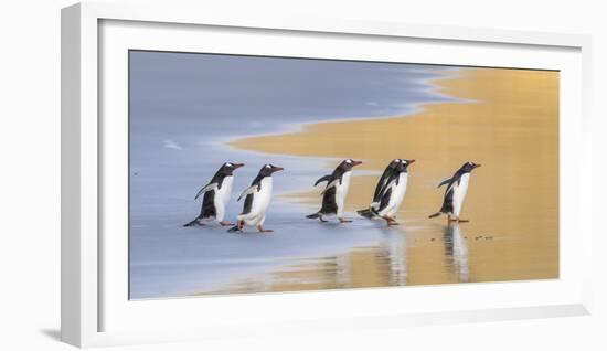 Gentoo Penguin Falkland Islands.-Martin Zwick-Framed Photographic Print