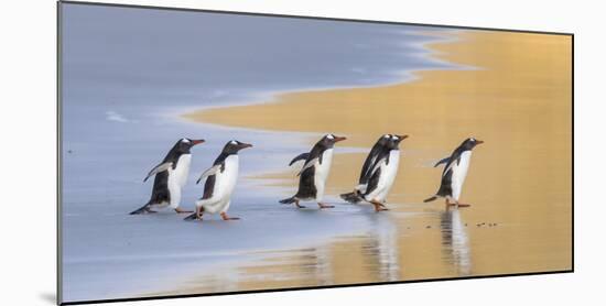 Gentoo Penguin Falkland Islands.-Martin Zwick-Mounted Photographic Print